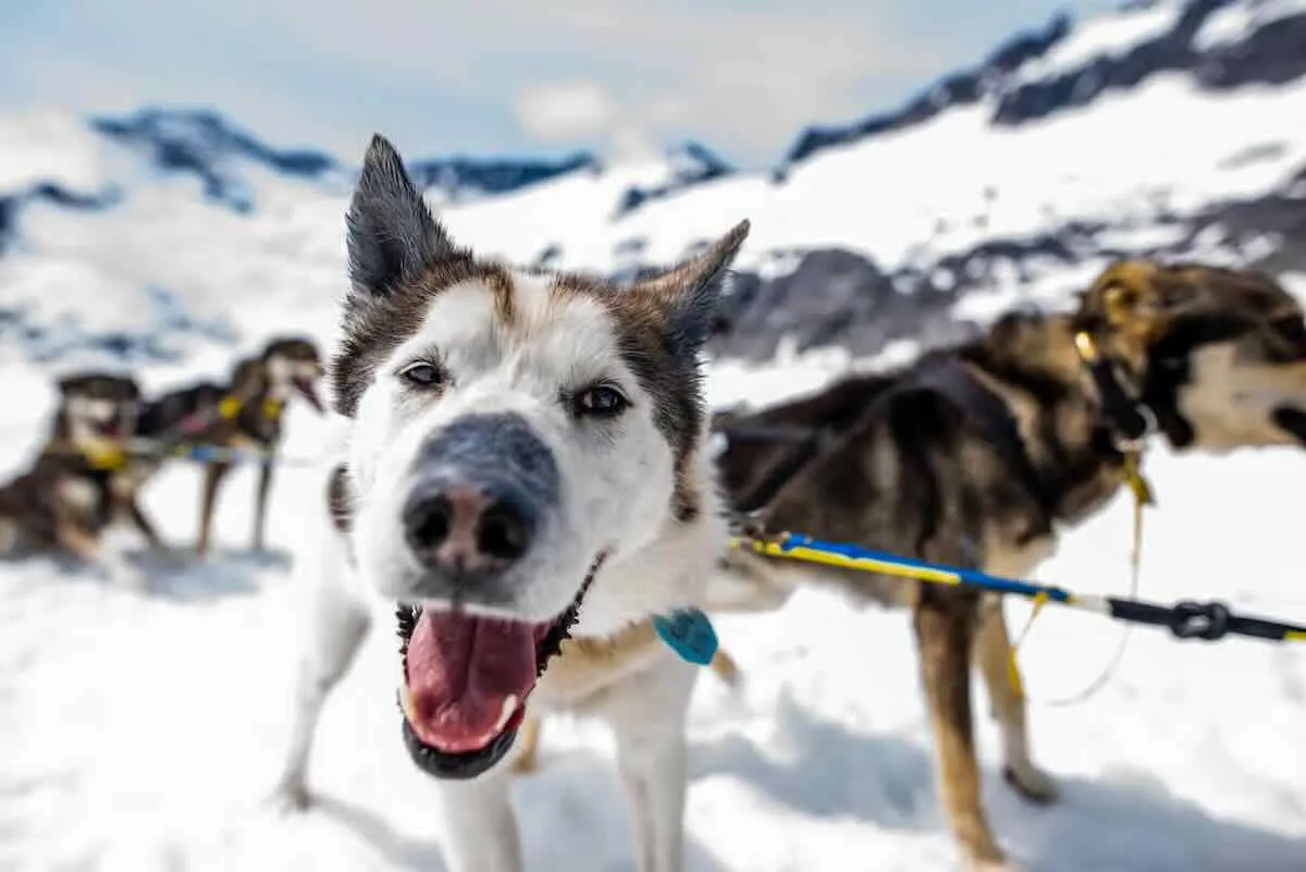 Husky team pulling a sled across the snowfield on a Juneau dog sledding and helicopter glacier landing tour