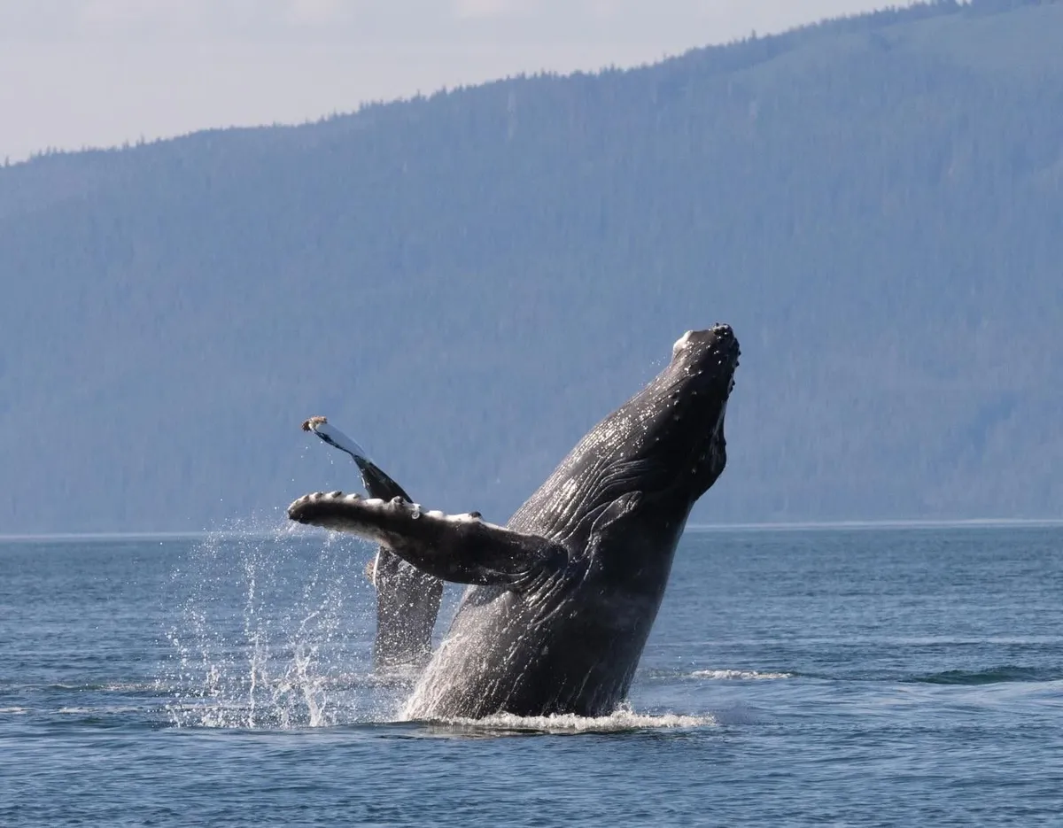 Humpback whale surfacing near a small jet boat in Auke Bay during a Mendenhall Glacier waterfall and whale watching tour