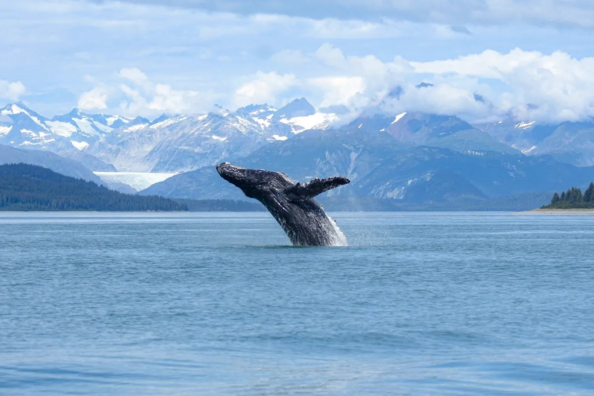 Jet boat cruising Auke Bay toward humpback whales on a whale watching tour with a peek at the Mendenhall Glacier