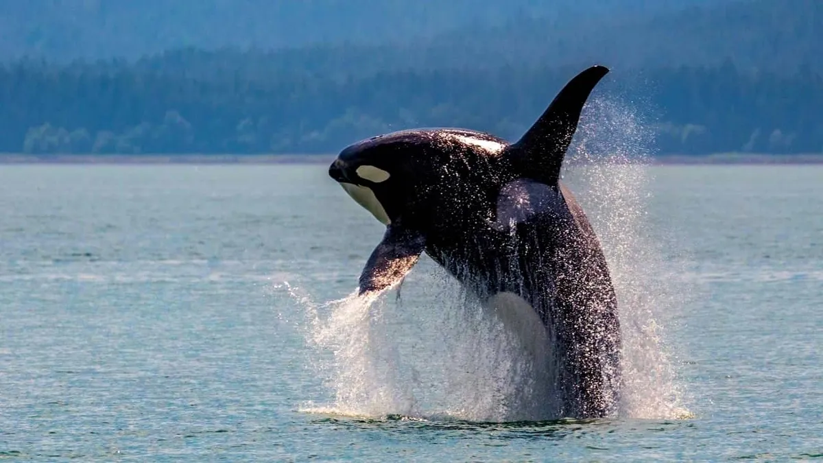 Humpback whale breaching near a tour jet boat with Mendenhall Glacier visible on a Juneau whale watch tour